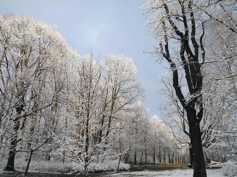 Snowy trees Stock Photos