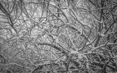 Snowy Trees Stock Photos