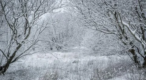 Snowy Trees Stock Photos
