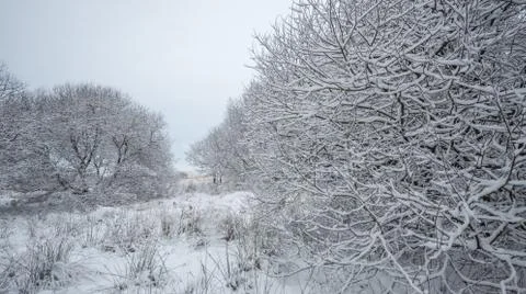 Snowy Trees Stock Photos