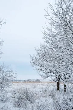 Snowy Trees Stock Photos