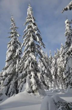 Snowy trees Stock Photos