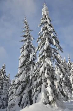 Snowy trees Stock Photos