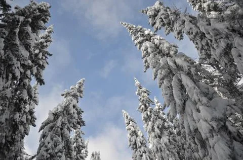 Snowy trees Stock Photos