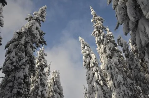 Snowy trees Stock Photos