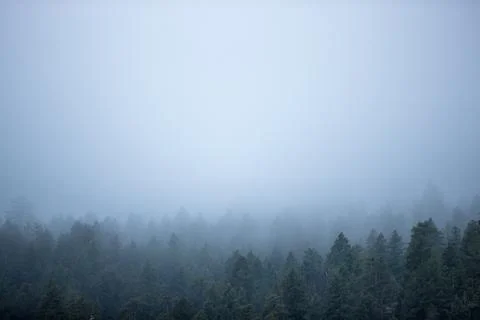 Snowy Trees Foto stock