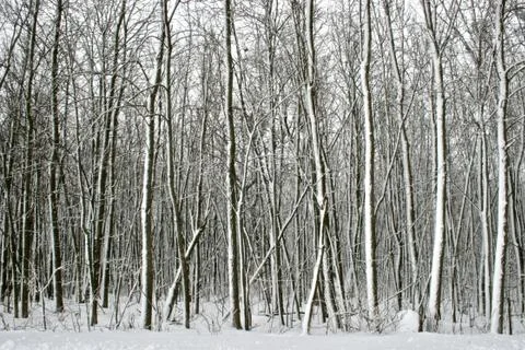 Snowy Trees Stock Photos