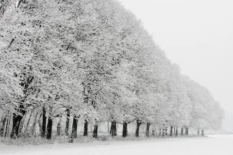 Snowy trees Stock Photos