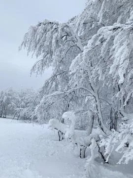 Snowy trees Foto stock