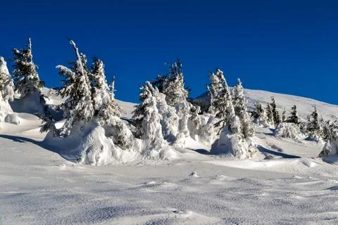 Snowy trees Stock Photos