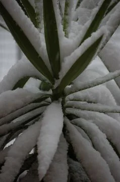 Snowy trees Stock Photos