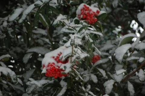Snowy trees Foto stock