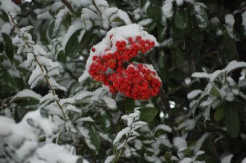 Snowy trees Stock Photos