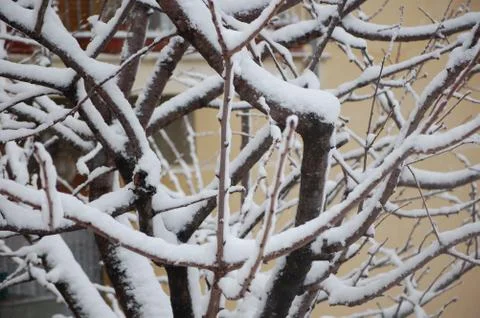 Snowy trees Foto stock