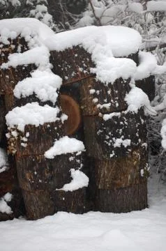 Snowy trees Stock Photos
