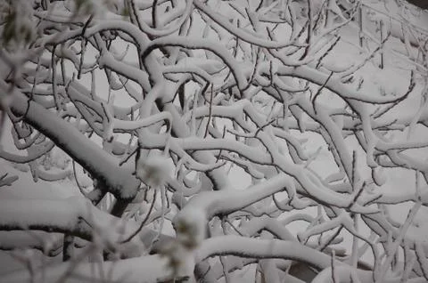 Snowy trees Foto stock