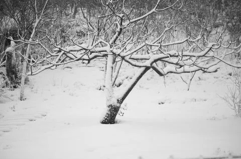 Snowy trees Foto stock