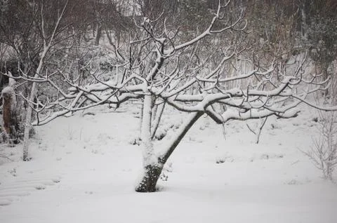 Snowy trees Foto stock