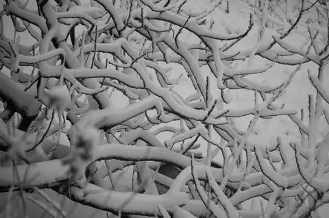 Snowy trees Stock Photos