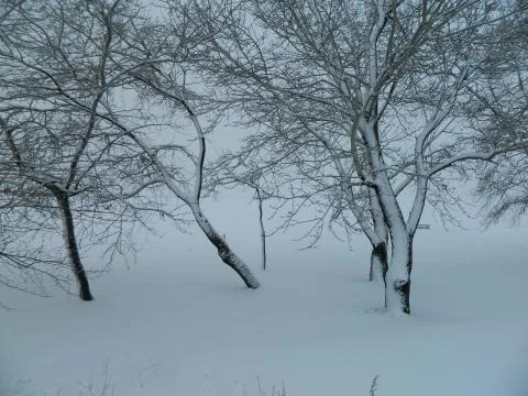 Snowy trees Stock Photos