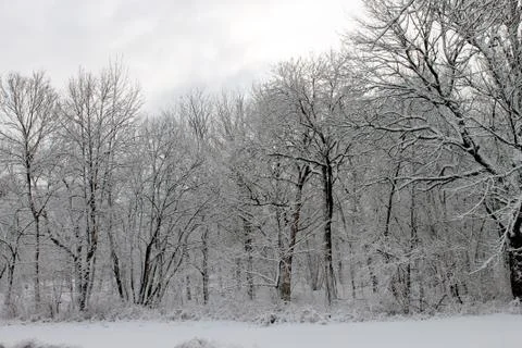 Snowy Trees Foto stock