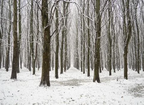 Snowy trees Stock Photos