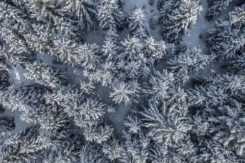 Snowy trees Stock Photos