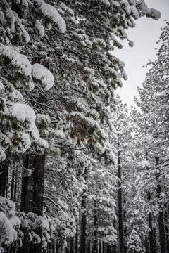 Snowy Trees Stock Photos