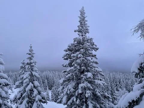 Snowy trees Foto stock