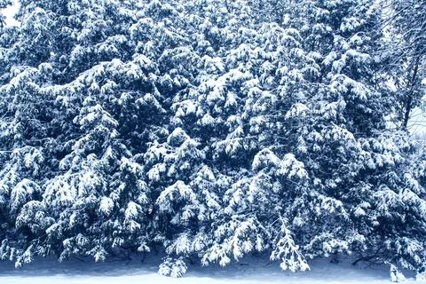 Snowy trees Stock Photos