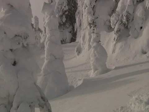 Snowy trees powder field Stock Footage 6731932
