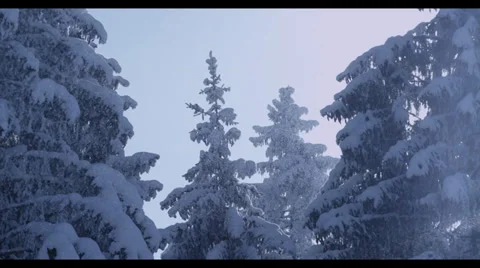 Snowy Trees - RED Epic Stock Footage 32278707