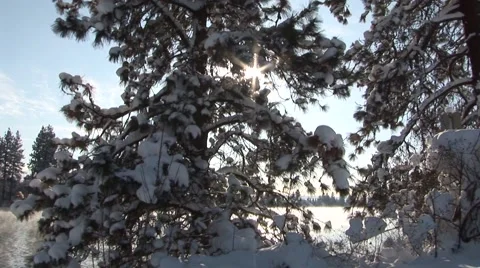 Snowy Trees By River Stock Footage 44782247