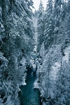 Snowy trees by the river Stock Photos