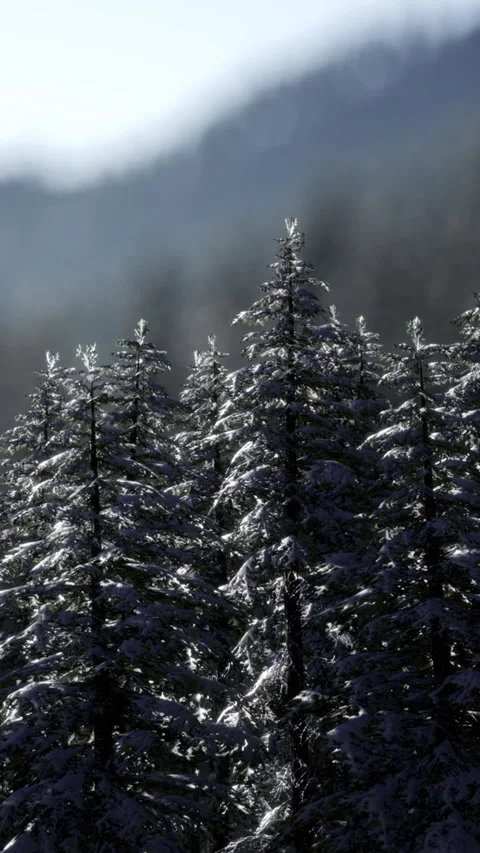Snowy trees stand against mountain backdrop in winter season Stock Footage 334259534