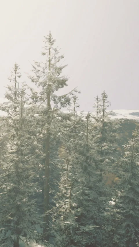 Snowy trees stand tall under the bright sun in a winter forest scene Stock Footage 332230405