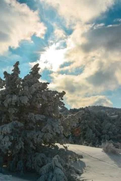 Snowy trees, sun and clouds. Foto stock