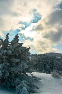 Snowy trees, sun and clouds. Foto stock