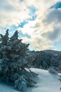 Snowy trees, sun and clouds. Foto stock