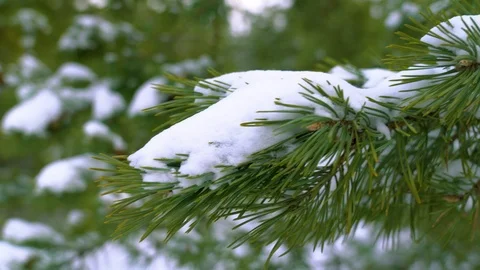 Snowy trees in sunny winter forest Stock Footage 88093371