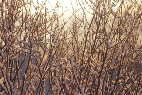 Snowy trees on a sunset close up Stock Photos
