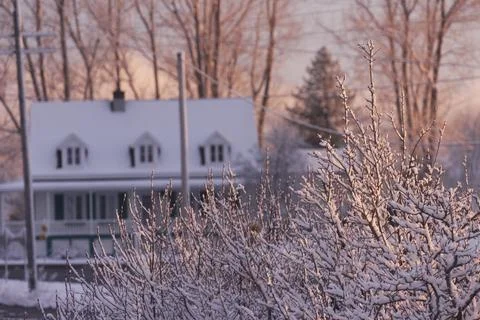 Snowy trees on a sunset wide Stock Photos