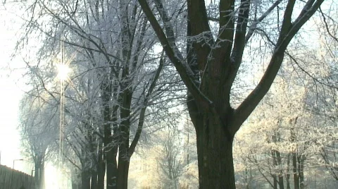 Snowy trees tracking Video stock 99774