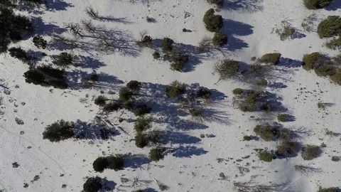 Snowy Trees Winter Aerial 2 Stock Footage 79088916