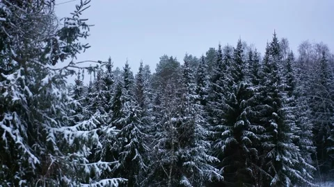 Snowy Trees in Winter Environment Stock Footage 146775972