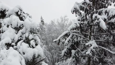 Snowy trees in winter forest, aerial view Stock Footage 235528893
