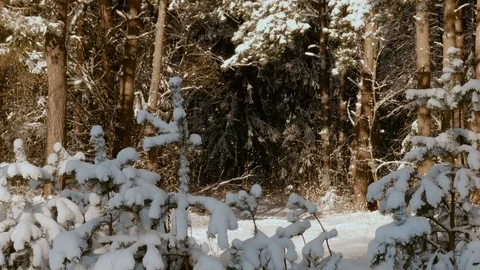 Snowy trees in the winter forest Stock Footage 72749868