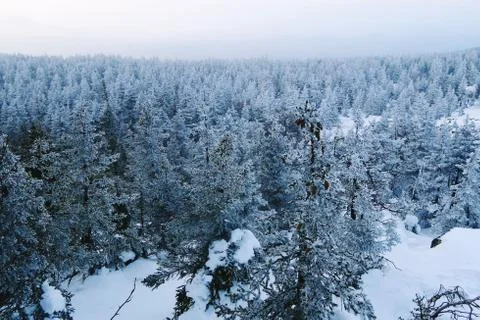 Snowy Trees in Winter Forest Stock Photos