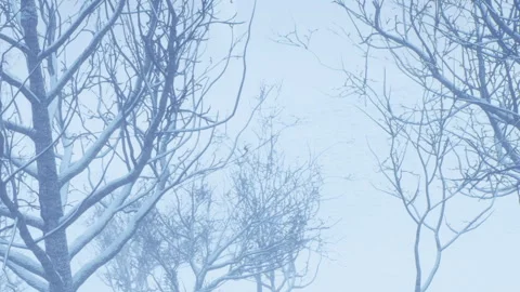 Snowy trees in a winter landscape during a cloudy day Stock Footage 340212107