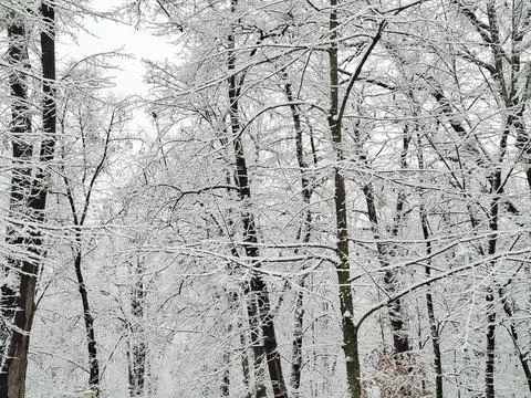 Snowy trees. Winter landscape in Romania Foto stock
